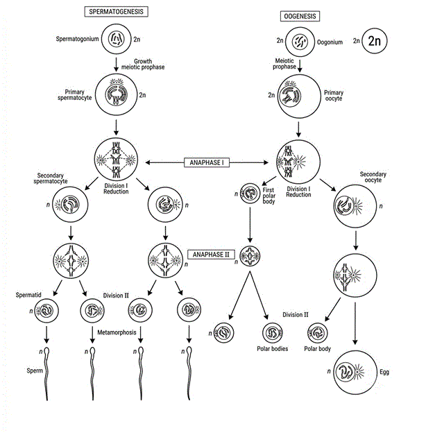 Spermatogenesis_and_oogenesis.png