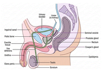 male_reproductive_system.gif